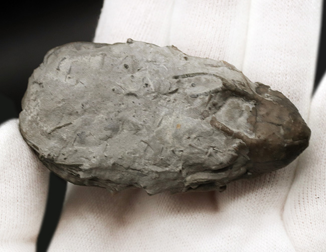クラウンと触手がほぼ完全保存!かつ立体的!古代の海底生物、ウミユリの化石(その7)