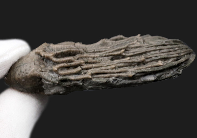クラウンと触手がほぼ完全保存!かつ立体的!古代の海底生物、ウミユリの化石(その8)