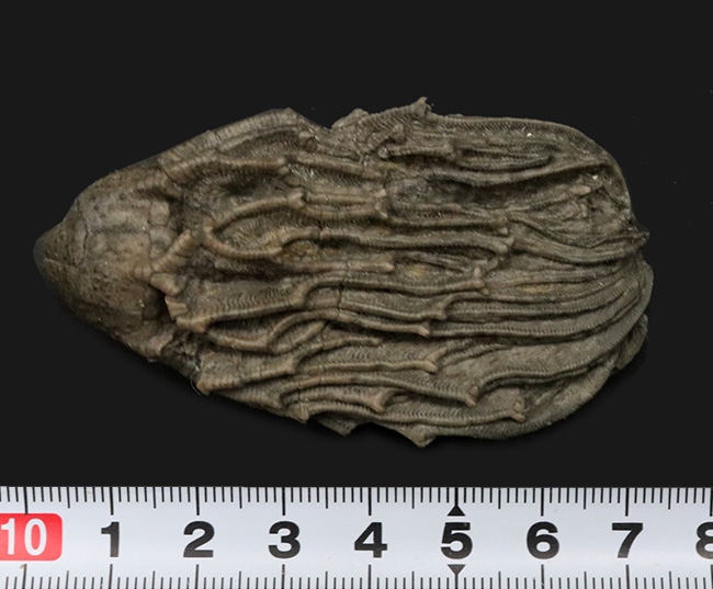クラウンと触手がほぼ完全保存!かつ立体的!古代の海底生物、ウミユリの化石(その9)