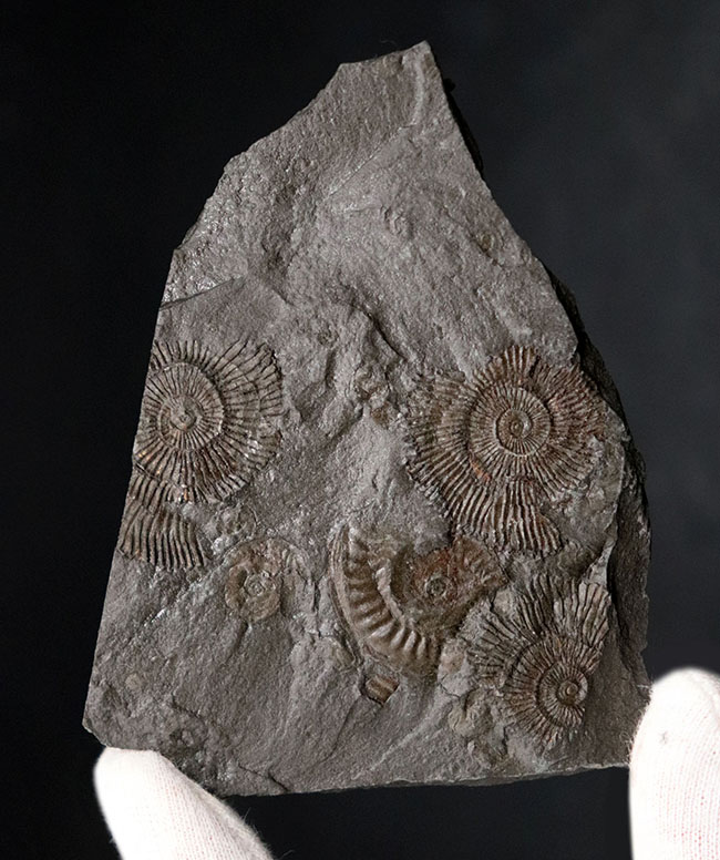 世界的化石産地、ホルツマーデン産の”黒ジュラ”アンモナイト、ダクチリオセラス（Dactylioceras）のマルチプレート化石（その1）