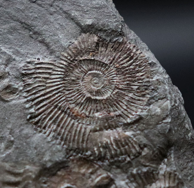 世界的化石産地、ホルツマーデン産の”黒ジュラ”アンモナイト、ダクチリオセラス（Dactylioceras）のマルチプレート化石（その2）