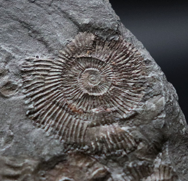 世界的化石産地、ホルツマーデン産の”黒ジュラ”アンモナイト、ダクチリオセラス(Dactylioceras)のマルチプレート化石(その2)
