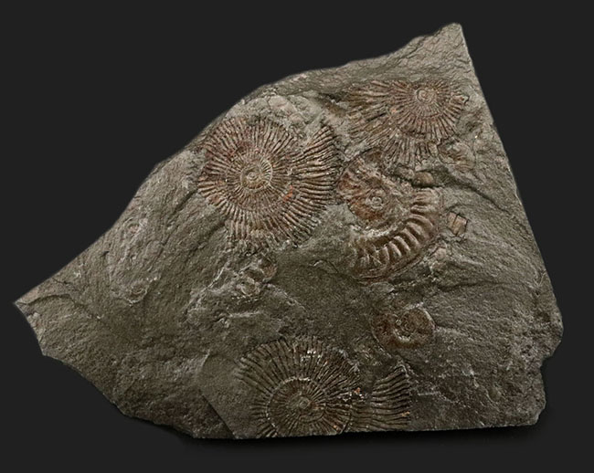 世界的化石産地、ホルツマーデン産の”黒ジュラ”アンモナイト、ダクチリオセラス（Dactylioceras）のマルチプレート化石（その3）