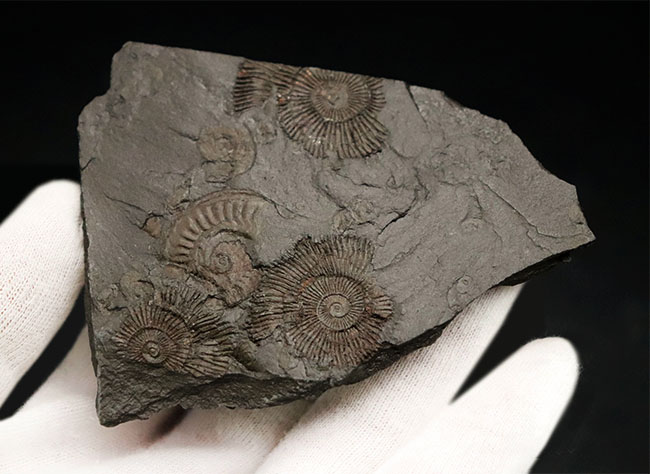 世界的化石産地、ホルツマーデン産の”黒ジュラ”アンモナイト、ダクチリオセラス(Dactylioceras)のマルチプレート化石(その4)