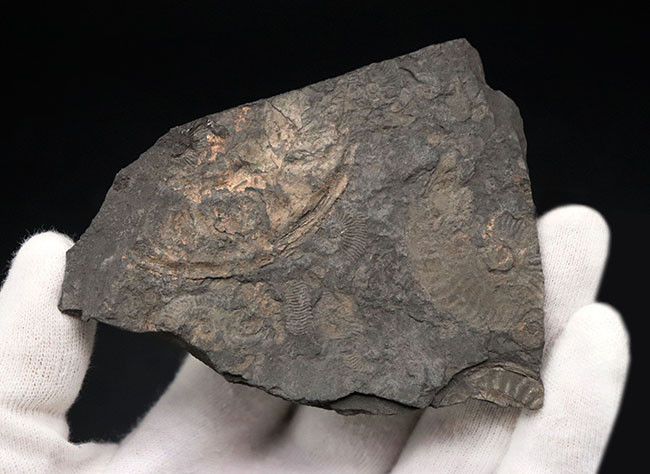 世界的化石産地、ホルツマーデン産の”黒ジュラ”アンモナイト、ダクチリオセラス(Dactylioceras)のマルチプレート化石(その5)