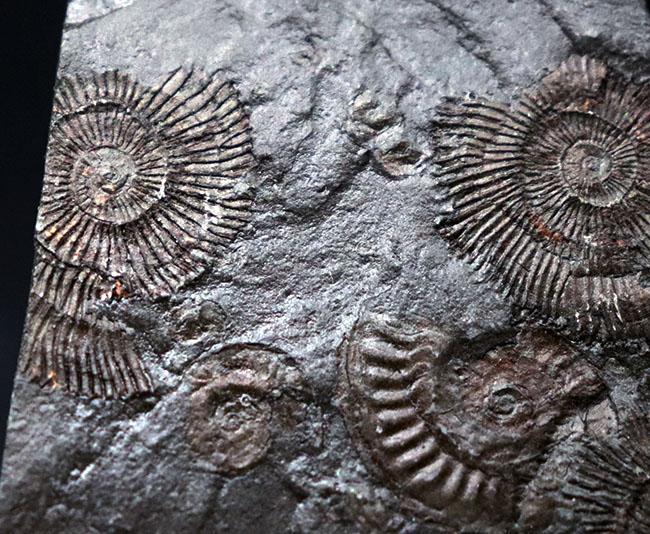 世界的化石産地、ホルツマーデン産の”黒ジュラ”アンモナイト、ダクチリオセラス（Dactylioceras）のマルチプレート化石（その7）