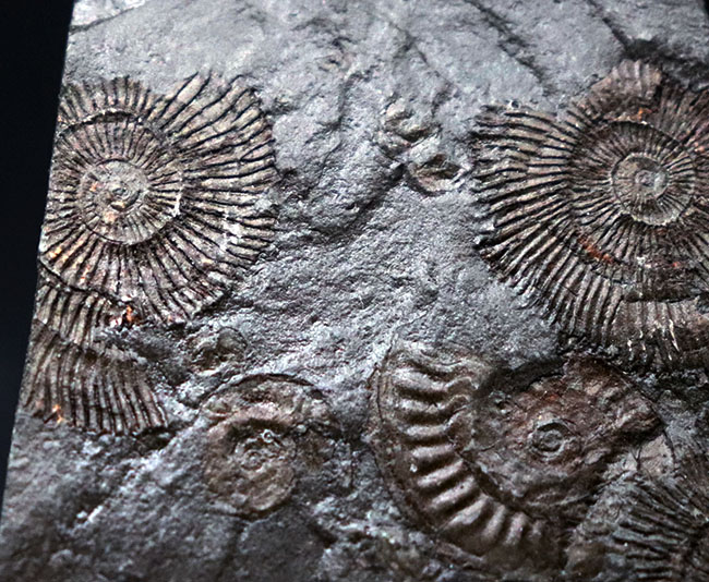 世界的化石産地、ホルツマーデン産の”黒ジュラ”アンモナイト、ダクチリオセラス(Dactylioceras)のマルチプレート化石(その7)