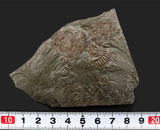 世界的化石産地、ホルツマーデン産の”黒ジュラ”アンモナイト、ダクチリオセラス（Dactylioceras）のマルチプレート化石（その8）