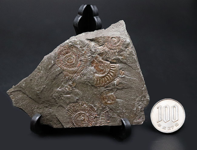 アンモナイト　ダクチリオセラス　化石　ドイツ　ホルツマーデン 産 世界的化石産地、ホルツマーデン産の”黒ジュラ”アンモナイト