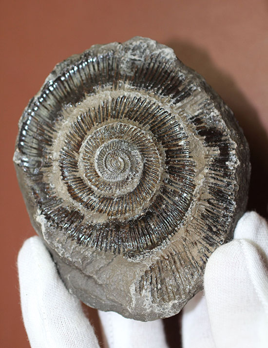 イングランド・ヨークシャー産のダクチリオセラスのノジュール化石（その1）