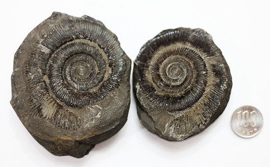 イングランド・ヨークシャー産のダクチリオセラスのノジュール化石（その10）