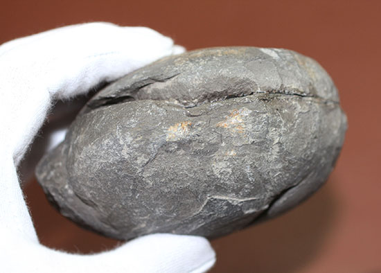 イングランド・ヨークシャー産のダクチリオセラスのノジュール化石（その8）
