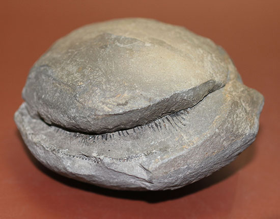 イングランド・ヨークシャー産のダクチリオセラスのノジュール化石（その9）