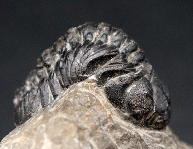 多数のレンズが保存された複眼にご注目！モロッコのデボン紀の地層より採集されたリードプス（Reedops）の化石（その1）