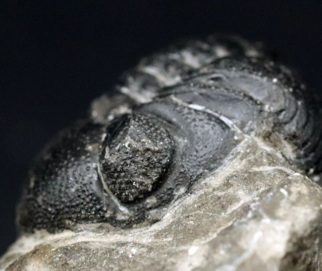 多数のレンズが保存された複眼にご注目！モロッコのデボン紀の地層より採集されたリードプス（Reedops）の化石（その10）