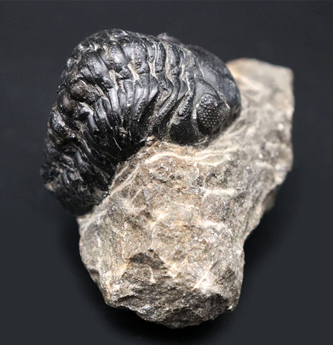 多数のレンズが保存された複眼にご注目！モロッコのデボン紀の地層より採集されたリードプス（Reedops）の化石（その3）