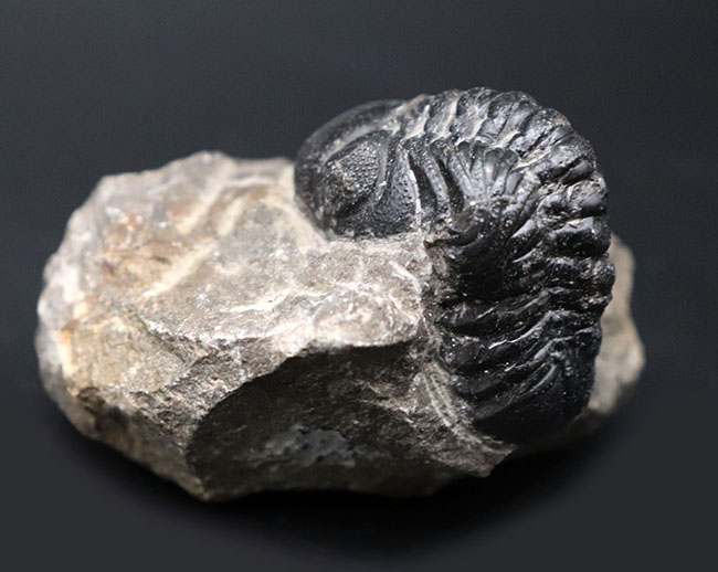 多数のレンズが保存された複眼にご注目！モロッコのデボン紀の地層より採集されたリードプス（Reedops）の化石（その4）