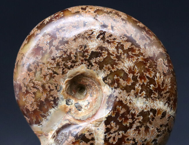 太く複雑な縫合線が両面ともに見られる、マダガスカル産アンモナイト、デスモセラス（Desmoceras）の化石（その4）