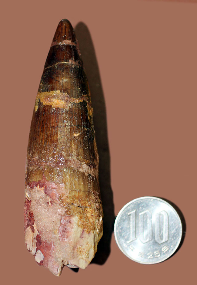 いかにも典型的なコレクショングレードのスピノサウルスの歯化石(Spinosaurus)(その10)