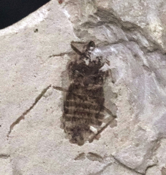 中国遼寧省熱河層群から発見されたジュラ紀後期の昆虫の化石(Insect fossil)(その1)