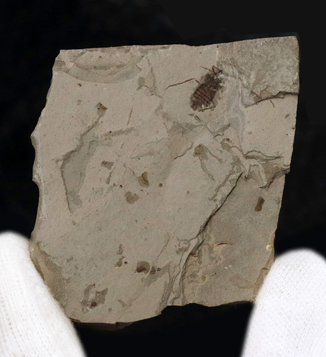 中国遼寧省熱河層群から発見されたジュラ紀後期の昆虫の化石(Insect fossil)(その2)