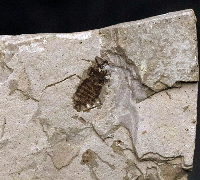 中国遼寧省熱河層群から発見されたジュラ紀後期の昆虫の化石(Insect fossil)(その3)