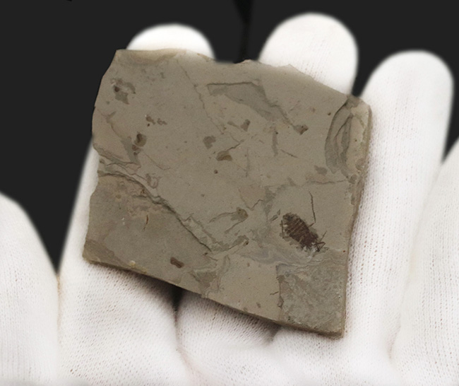 中国遼寧省熱河層群から発見されたジュラ紀後期の昆虫の化石(Insect fossil)(その4)