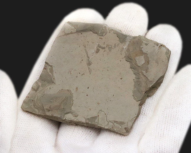 中国遼寧省熱河層群から発見されたジュラ紀後期の昆虫の化石(Insect fossil)(その5)