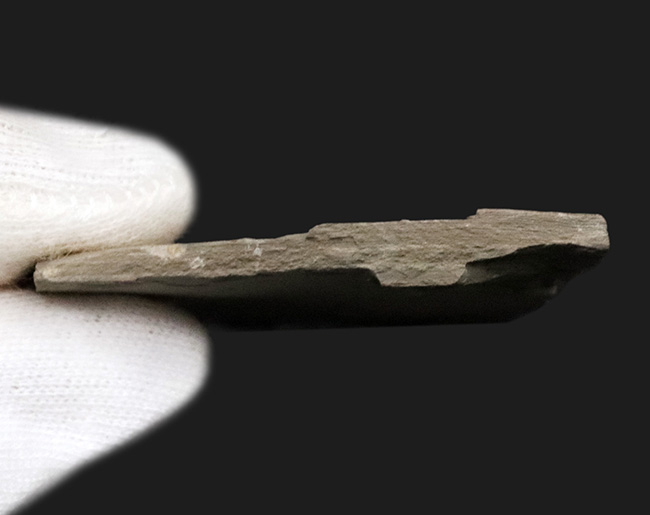 中国遼寧省熱河層群から発見されたジュラ紀後期の昆虫の化石(Insect fossil)(その6)