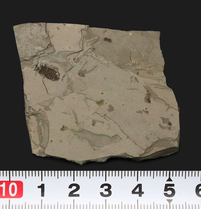 中国遼寧省熱河層群から発見されたジュラ紀後期の昆虫の化石(Insect fossil)(その7)