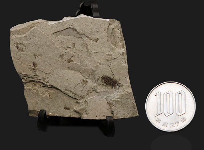 中国遼寧省熱河層群から発見されたジュラ紀後期の昆虫の化石(Insect fossil)(その8)