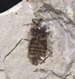 中国遼寧省熱河層群から発見されたジュラ紀後期の昆虫の化石（Insect fossil）