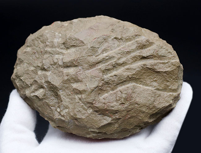 極めてレア！オルドビス紀、希少な海綿動物、スポンジ（Sponge）ネガポジ化石（その6）