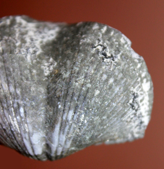 古生代中期エイフェリアンの時代に棲息していた腕足類、パラスピリファー（Paraspirifer bownockeri）。パーフェクトと言って良い上質標本（その3）