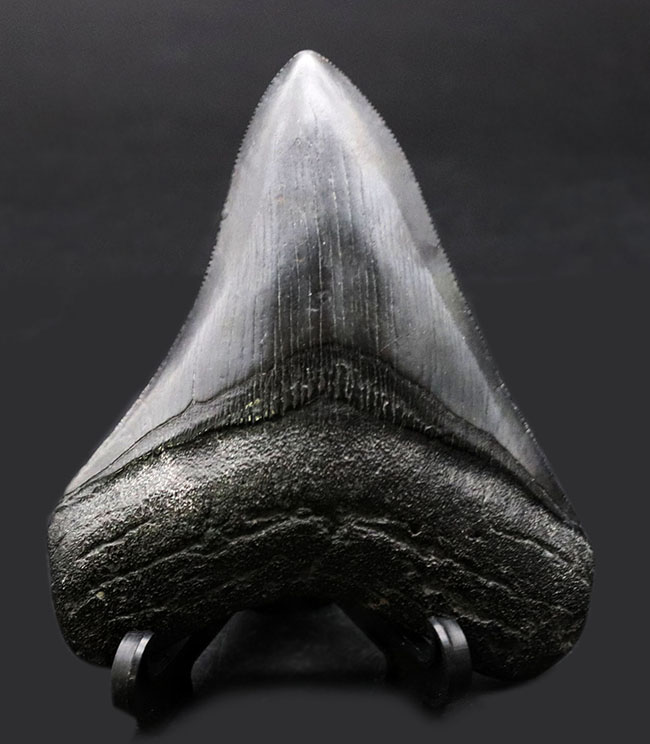 オールナチュラルでありながらこの美しき保存状態！史上最大級の咬合力を誇った、古代の肉食ザメ、メガロドン（Carcharocles megalodon）の歯化石（その1）
