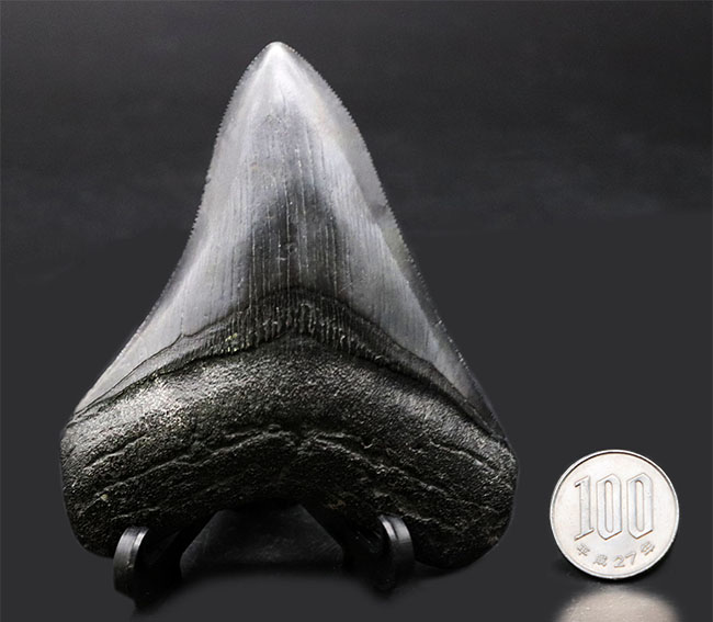 オールナチュラルでありながらこの美しき保存状態！史上最大級の咬合力を誇った、古代の肉食ザメ、メガロドン（Carcharocles megalodon）の歯化石（その14）