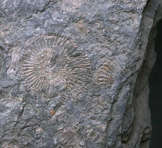 人気の黒ジュラ！世界的化石産地の一つ、ドイツ・ホルツマーデン産の有名なアンモナイト、ダクチリオセラス（Dactylioceras）の群集化石（その1）