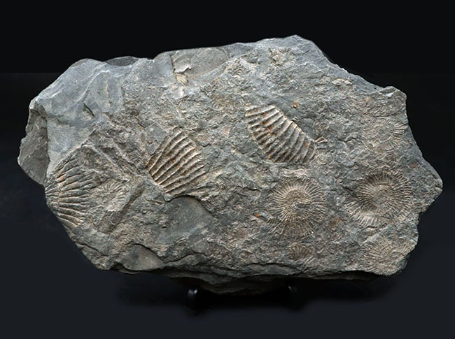 人気の黒ジュラ！世界的化石産地の一つ、ドイツ・ホルツマーデン産の有名なアンモナイト、ダクチリオセラス（Dactylioceras）の群集化石（その2）