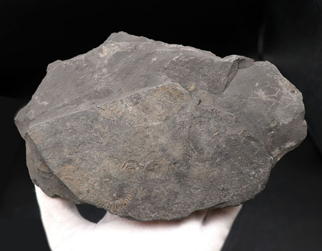人気の黒ジュラ！世界的化石産地の一つ、ドイツ・ホルツマーデン産の有名なアンモナイト、ダクチリオセラス（Dactylioceras）の群集化石（その4）