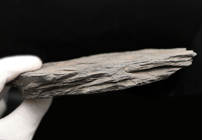 人気の黒ジュラ！世界的化石産地の一つ、ドイツ・ホルツマーデン産の有名なアンモナイト、ダクチリオセラス（Dactylioceras）の群集化石（その5）