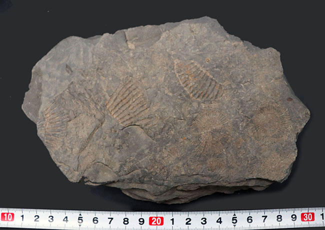 人気の黒ジュラ！世界的化石産地の一つ、ドイツ・ホルツマーデン産の有名なアンモナイト、ダクチリオセラス（Dactylioceras）の群集化石（その6）