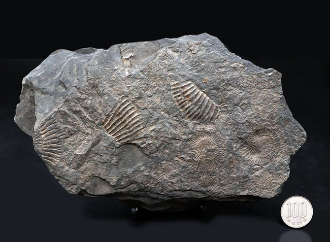 人気の黒ジュラ！世界的化石産地の一つ、ドイツ・ホルツマーデン産の有名なアンモナイト、ダクチリオセラス（Dactylioceras）の群集化石（その7）