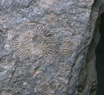 人気の黒ジュラ！世界的化石産地の一つ、ドイツ・ホルツマーデン産の有名なアンモナイト、ダクチリオセラス（Dactylioceras）の群集化石