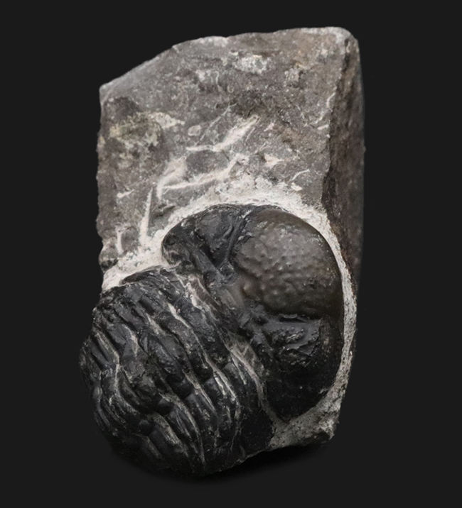 防御姿勢を取った、モロッコ産の三葉虫、ファコプスの化石（Phacops）の化石