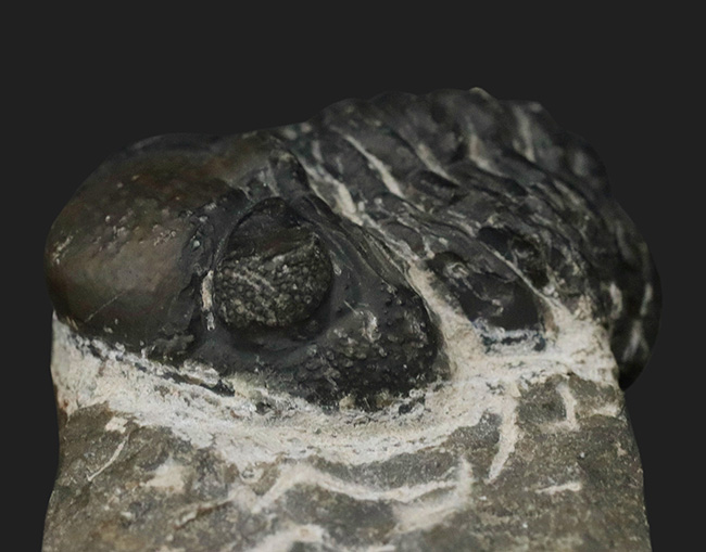 防御姿勢を取った、モロッコ産の三葉虫、ファコプスの化石（Phacops）の化石（その3）