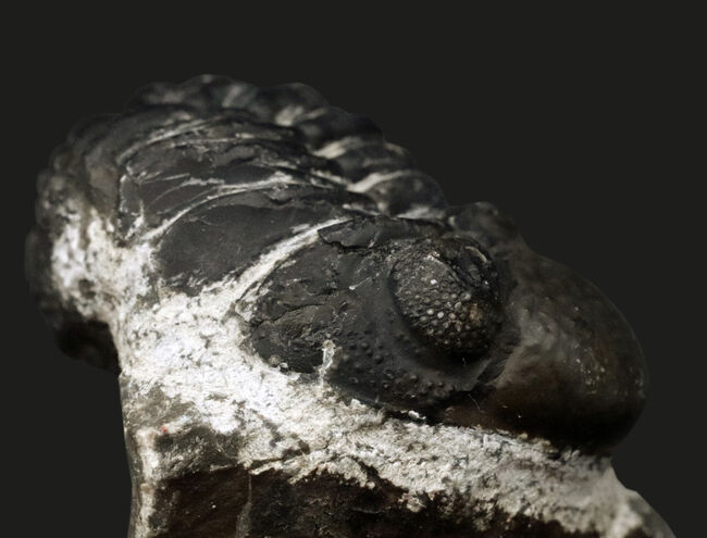防御姿勢を取った、モロッコ産の三葉虫、ファコプスの化石（Phacops）の化石（その4）
