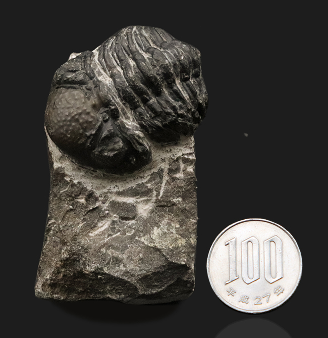 防御姿勢を取った、モロッコ産の三葉虫、ファコプスの化石（Phacops）の化石（その9）