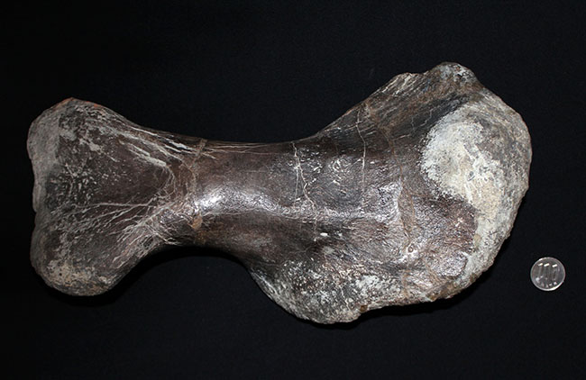 博物館級のコレクティブアイテム。保存状態、極めて良好！黒っぽい色が渋い、アンキロサウルスの上腕骨の化石（その10）