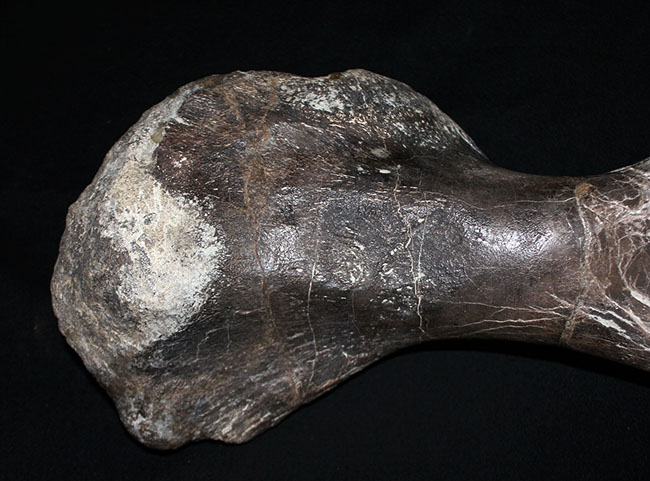 博物館級のコレクティブアイテム。保存状態、極めて良好！黒っぽい色が渋い、アンキロサウルスの上腕骨の化石（その2）