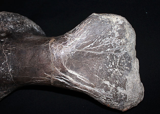 博物館級のコレクティブアイテム。保存状態、極めて良好！黒っぽい色が渋い、アンキロサウルスの上腕骨の化石（その3）